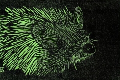 Weißbauchigel